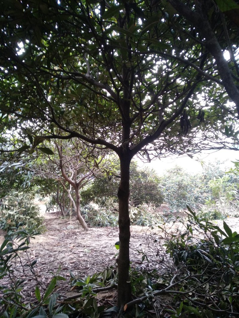 枇杷树