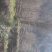 百果树
