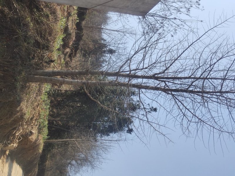 百果树