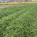 常绿萱草常绿萱草苗圃萧山佳颖园艺场自产自销