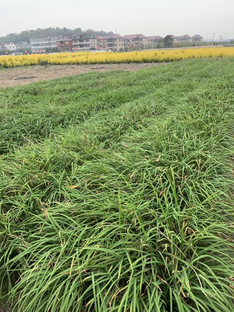 常绿萱草常绿萱草苗圃萧山佳颖园艺场自产自销