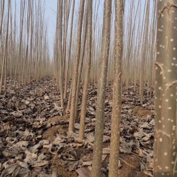 【可视频】杨树苗，107杨树苗，山东杨树200亩苗圃直供