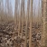 【可视频】杨树苗，107杨树苗，山东杨树200亩苗圃直供