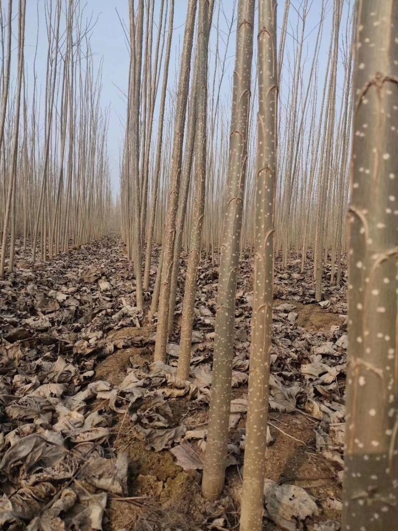 【可视频】杨树苗，107杨树苗，山东杨树200亩苗圃直供