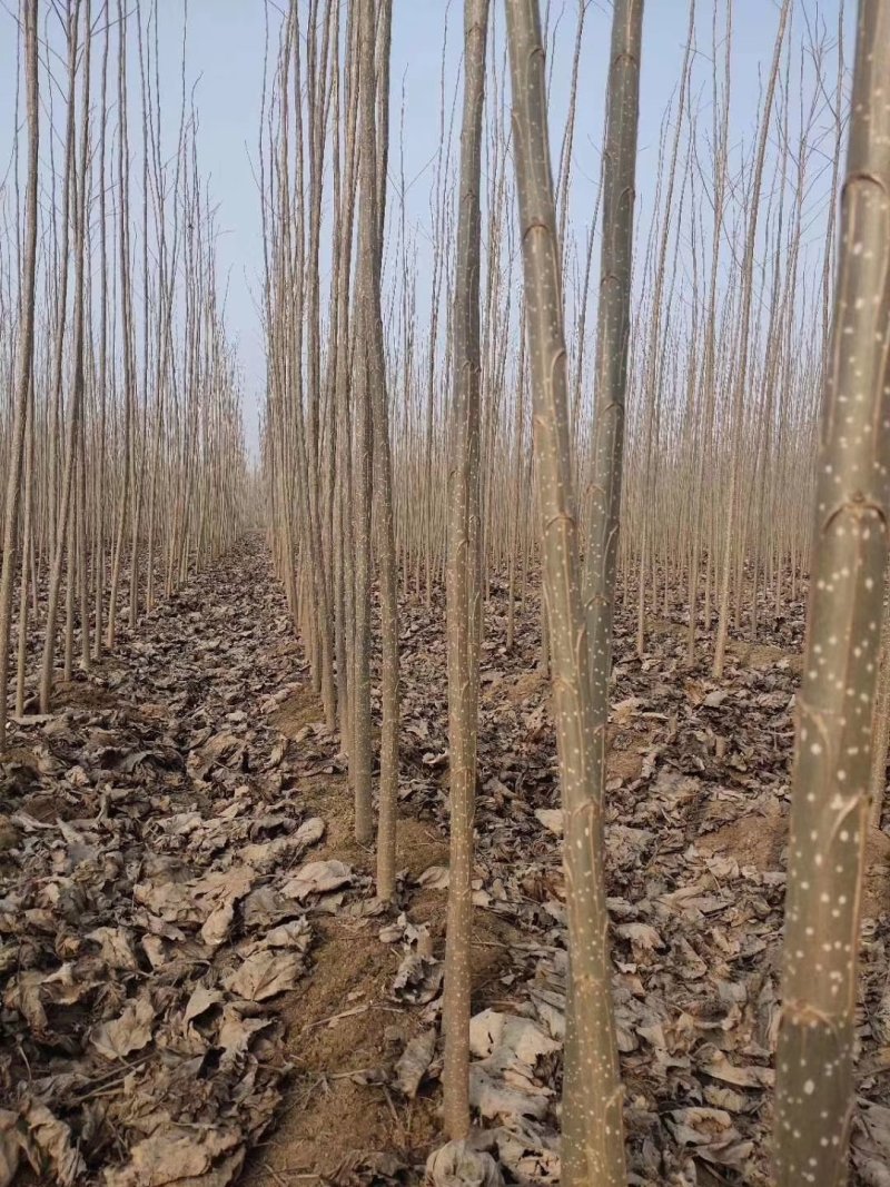 【可视频】杨树苗，107杨树苗，山东杨树200亩苗圃直供