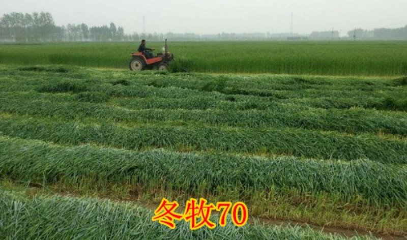 冬牧70黑麦草种子南北方种高产耐寒牧草种子喂养家禽牛羊马