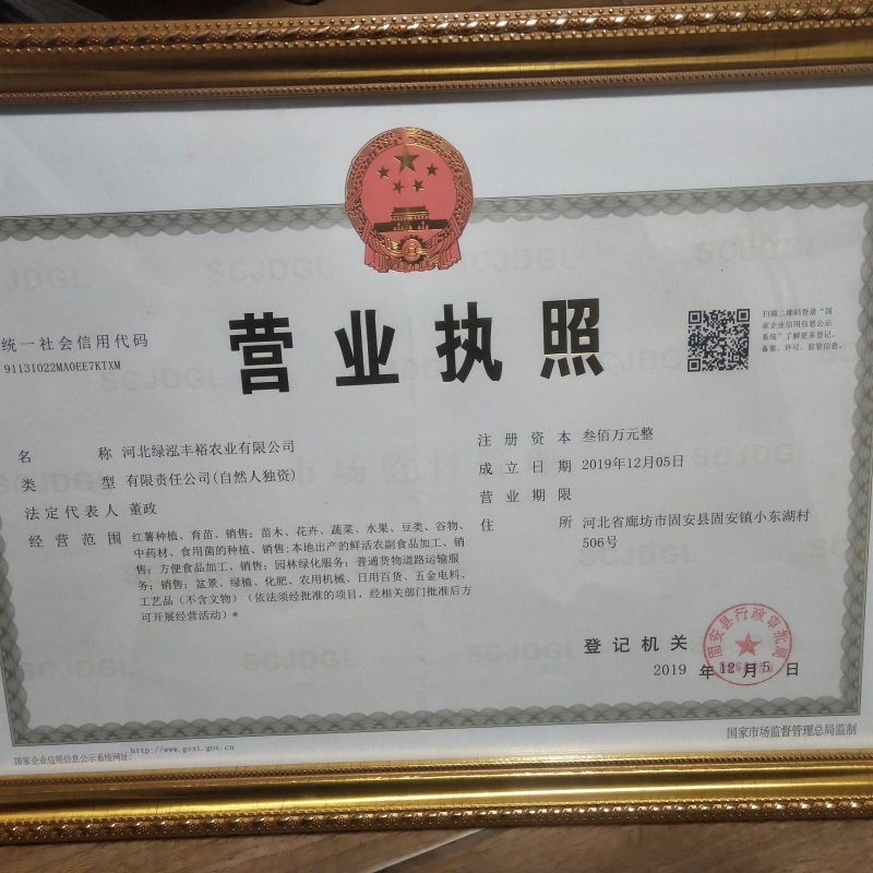 西瓜红，蜜薯苗，脱毒红薯苗，2000起一件代发…