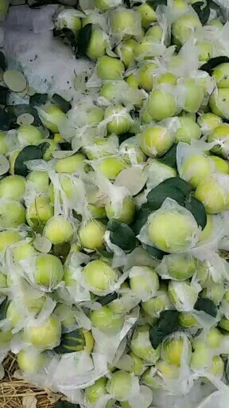 青枣