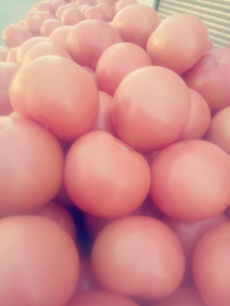 精品西红柿产地直发欢迎咨询合作硬粉大红
