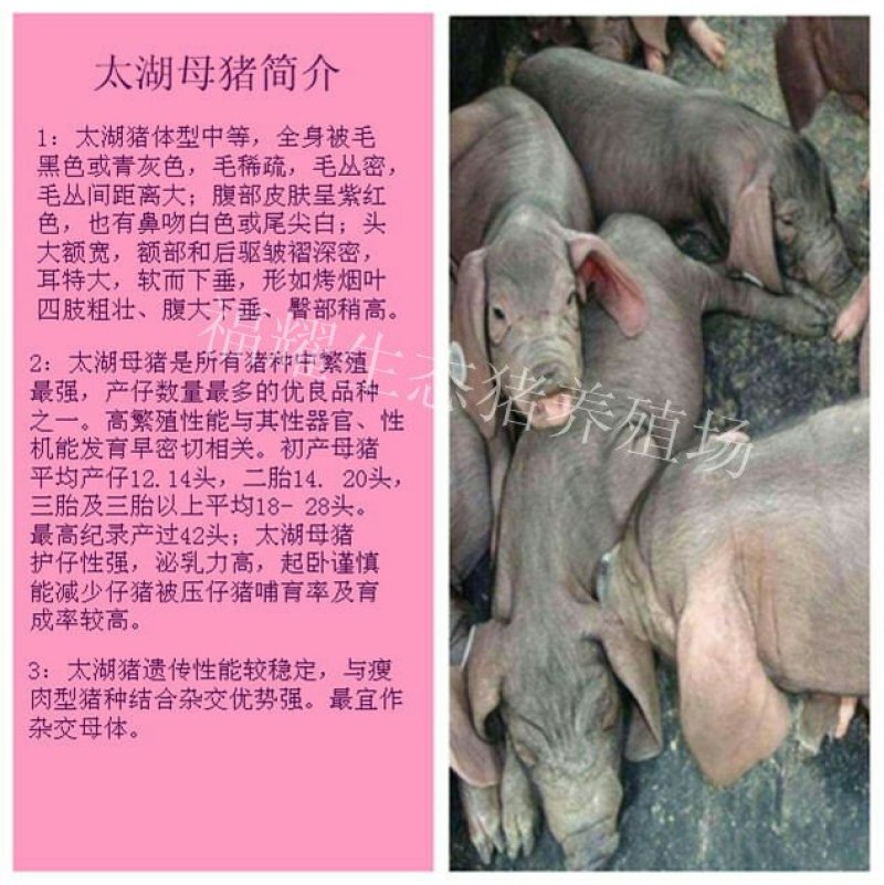 原种太湖高产母猪，包成活买十头送一头。