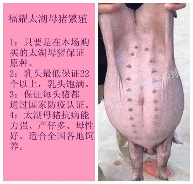 原种太湖高产母猪，包成活买十头送一头。