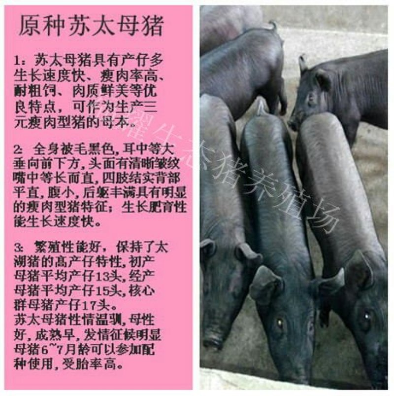苏太母猪，买十送一，保证成活率。全国发货，疫苗齐全。