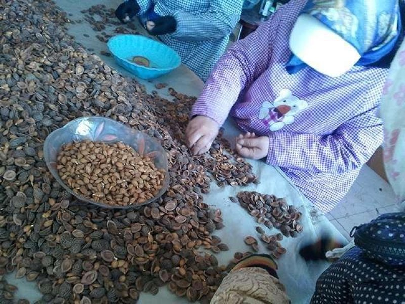 毛桃种子毛桃胡桃核桃胡种子山桃种子全国发货
