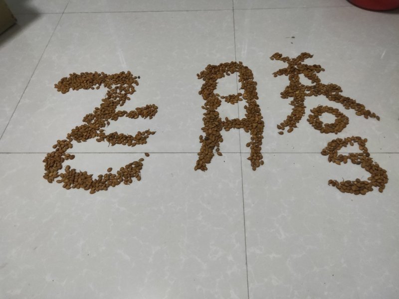 毛桃种子毛桃胡桃核桃胡种子山桃种子全国发货