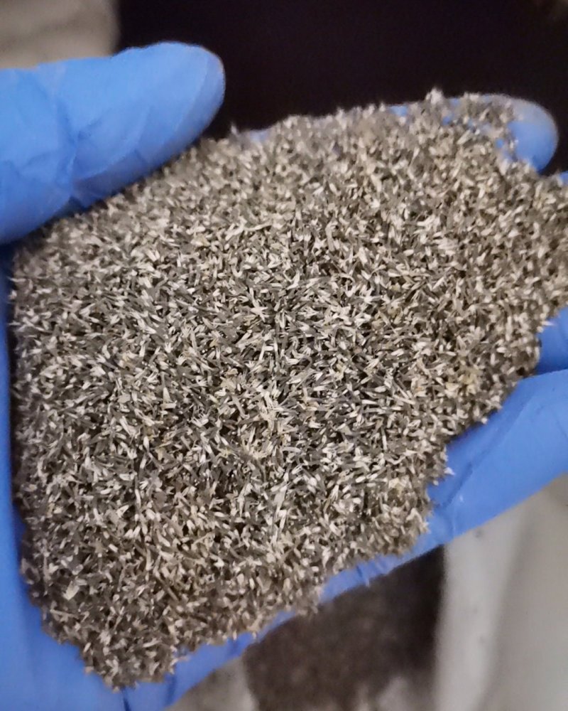 大花藿香蓟花种藿香蓟种子阳台盆栽草本花卉植物大苗花期长花