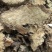 四川地道产区，气味香浓，正品含量好，无农残自然生长川芎片