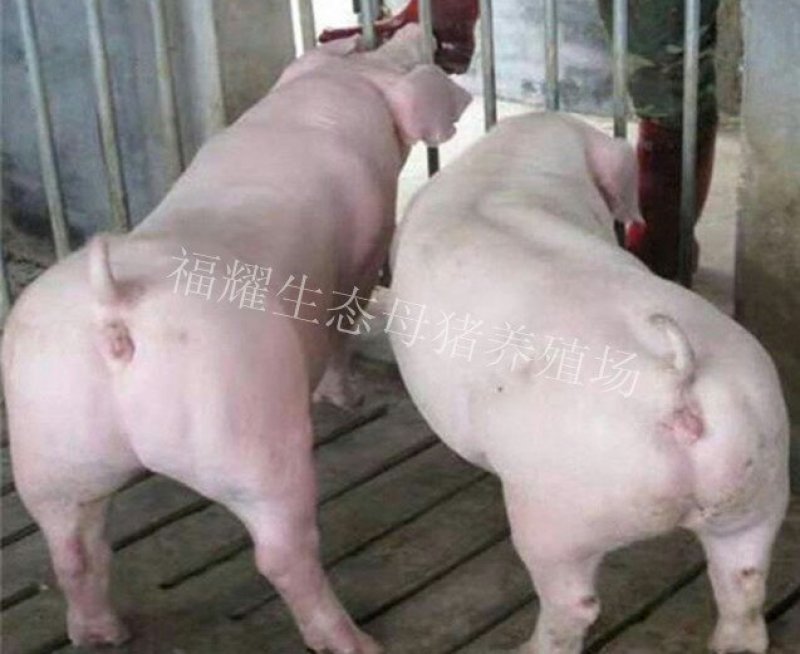 长白，大白母猪，2头全国包邮，死亡包赔。疫苗齐全，。
