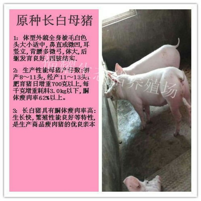 长白，大白母猪，2头全国包邮，死亡包赔。疫苗齐全，。