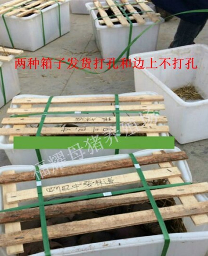 长白，大白母猪，2头全国包邮，死亡包赔。疫苗齐全，。