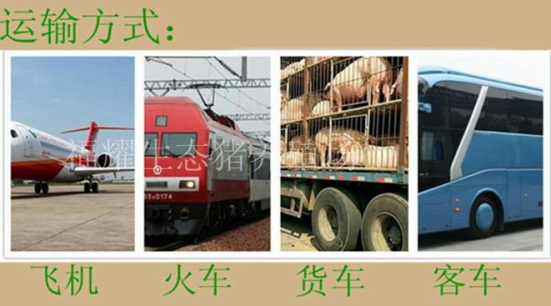 原种太湖高产母猪，包成活买十头送一头。