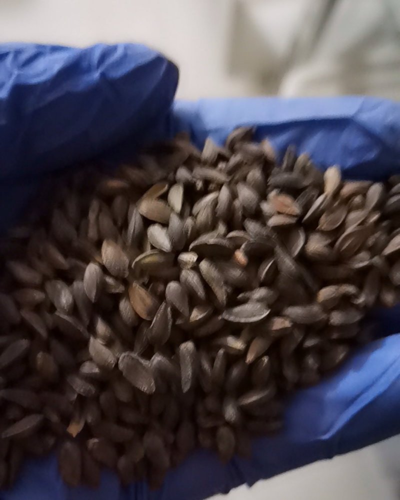 非洲菊种子南非万寿菊花籽盆栽重瓣蓝目菊花种子阳台春季易播