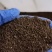 古代稀种子送春花晚春锦花园花坛花境播种栽培常见品种