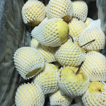 【有好货】梨雪花梨电商微商一件包邮大量现货基地直供