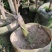 黄肉葡萄柚嫁接美植袋苗量多价优批发福建漳州