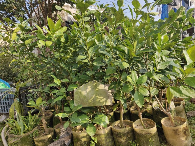 黄肉葡萄柚嫁接美植袋苗量多价优批发福建漳州