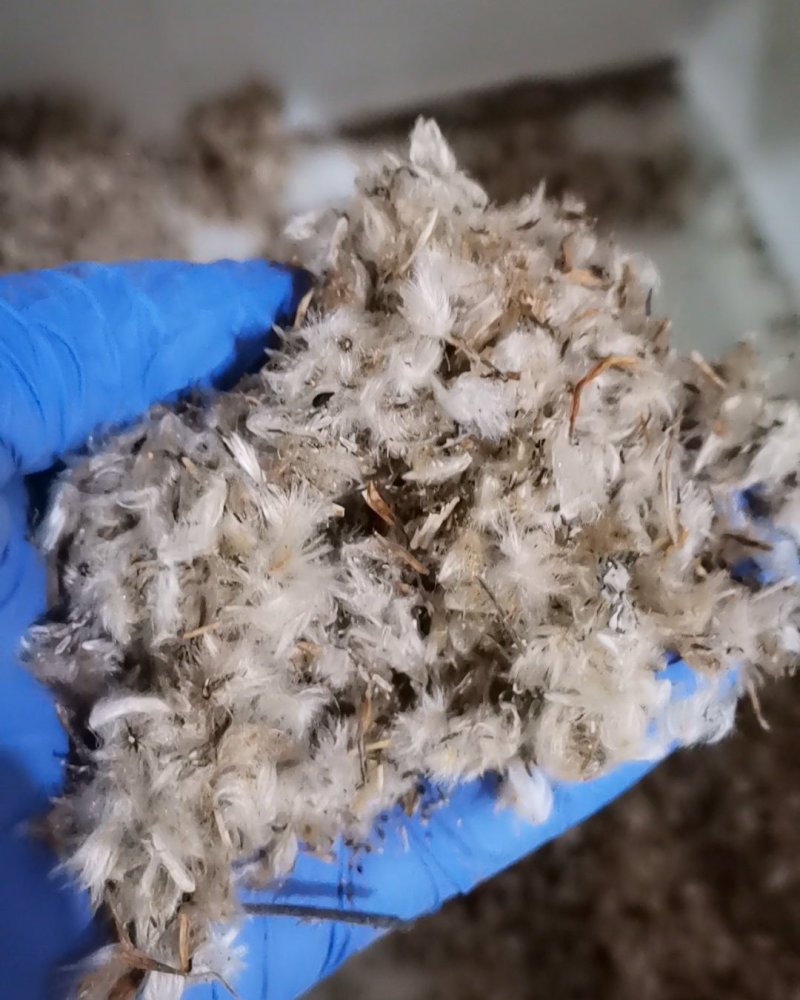 户外花种四季开花耐旱花卉种子阳台盆栽花籽千日紫千日红庭院