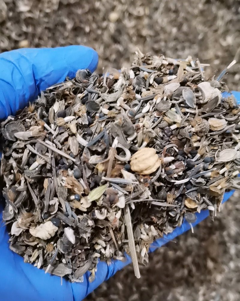野花组合四季开花植物耐寒花种易活多年生花卉室外庭院好养的