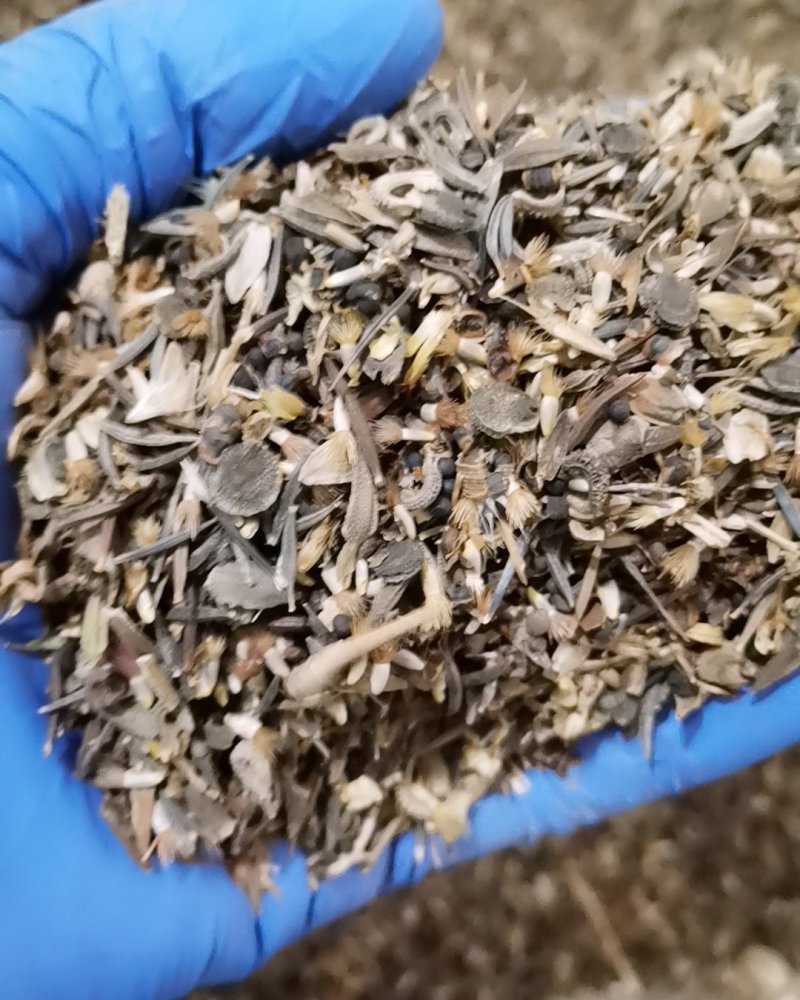 野花组合种子草花种子百日草太阳花波斯菊种子格桑花种子包邮