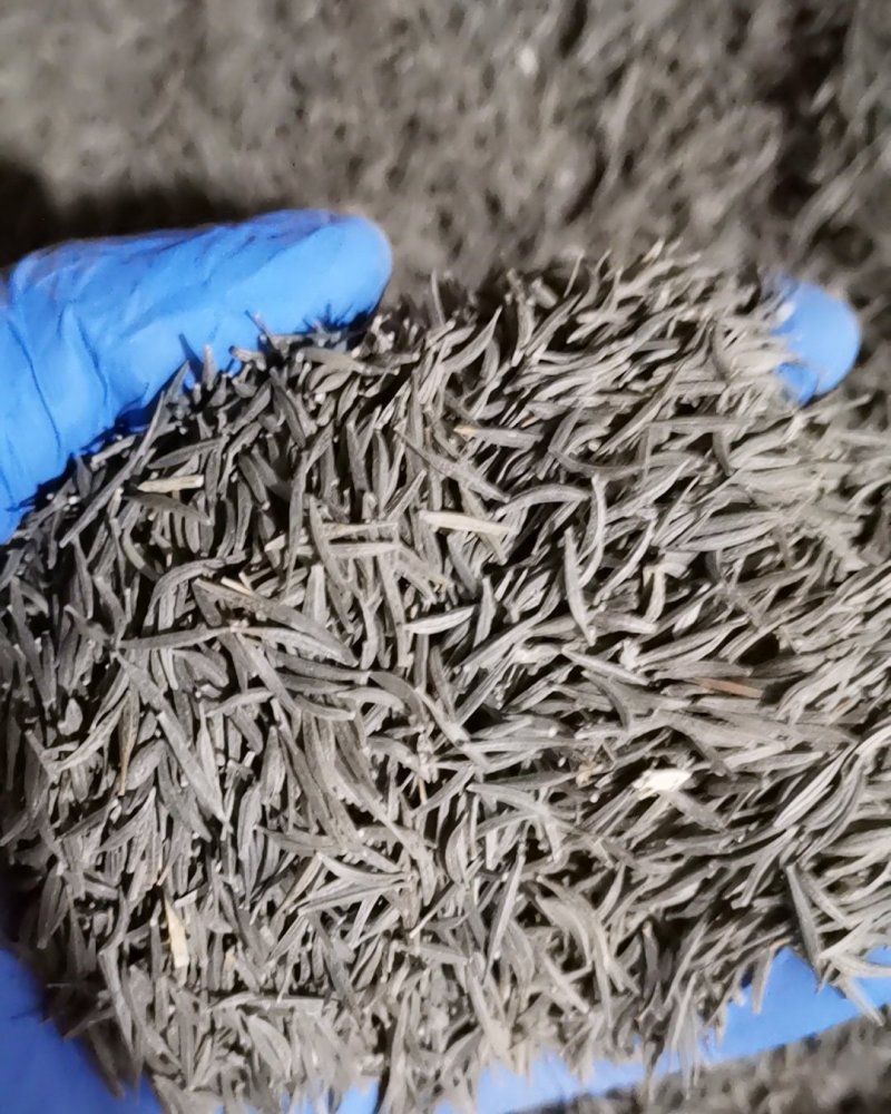 波斯菊种子格桑花种子花卉种子四季易播包邮花坛阳台种植