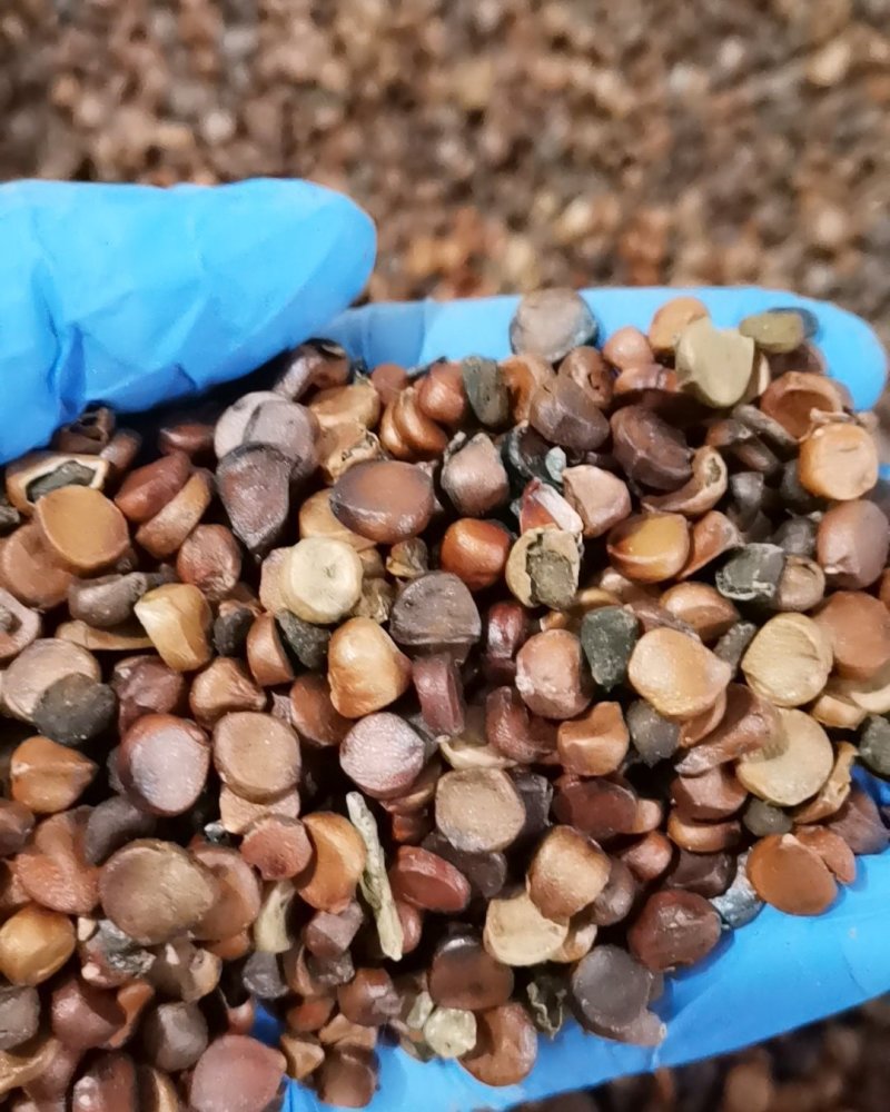 黄昌蒲种子水烛黄鸢尾水生鸢尾黄花鸢尾种子水生植物种
