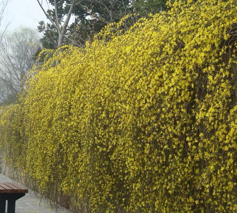 迎春花苗春天开花自家苗产地直供现起现卖黄花好活耐寒