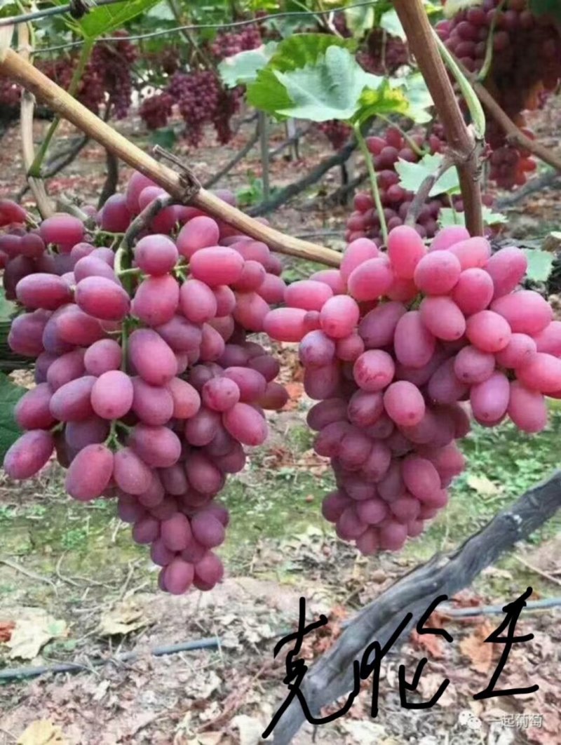 浪漫红颜葡萄苗假一赔十现挖现卖
