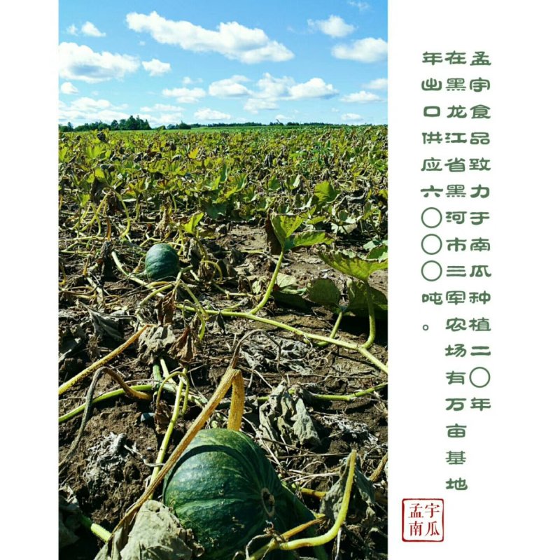 供应南瓜速冻块，南瓜