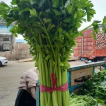精品蔬菜芹菜常年有货