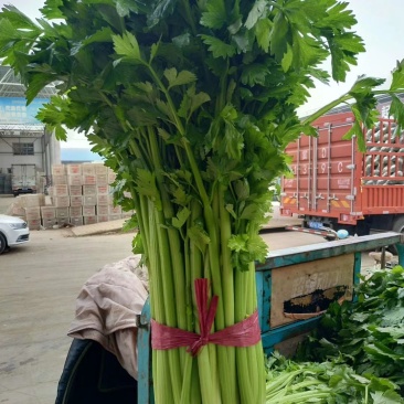 精品蔬菜芹菜常年有货