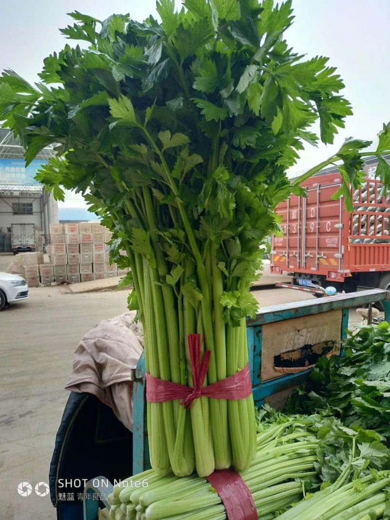 精品蔬菜芹菜常年有货
