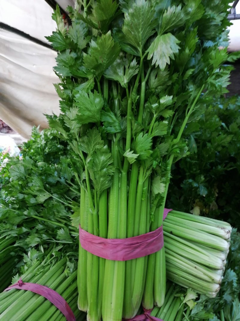 精品蔬菜芹菜常年有货