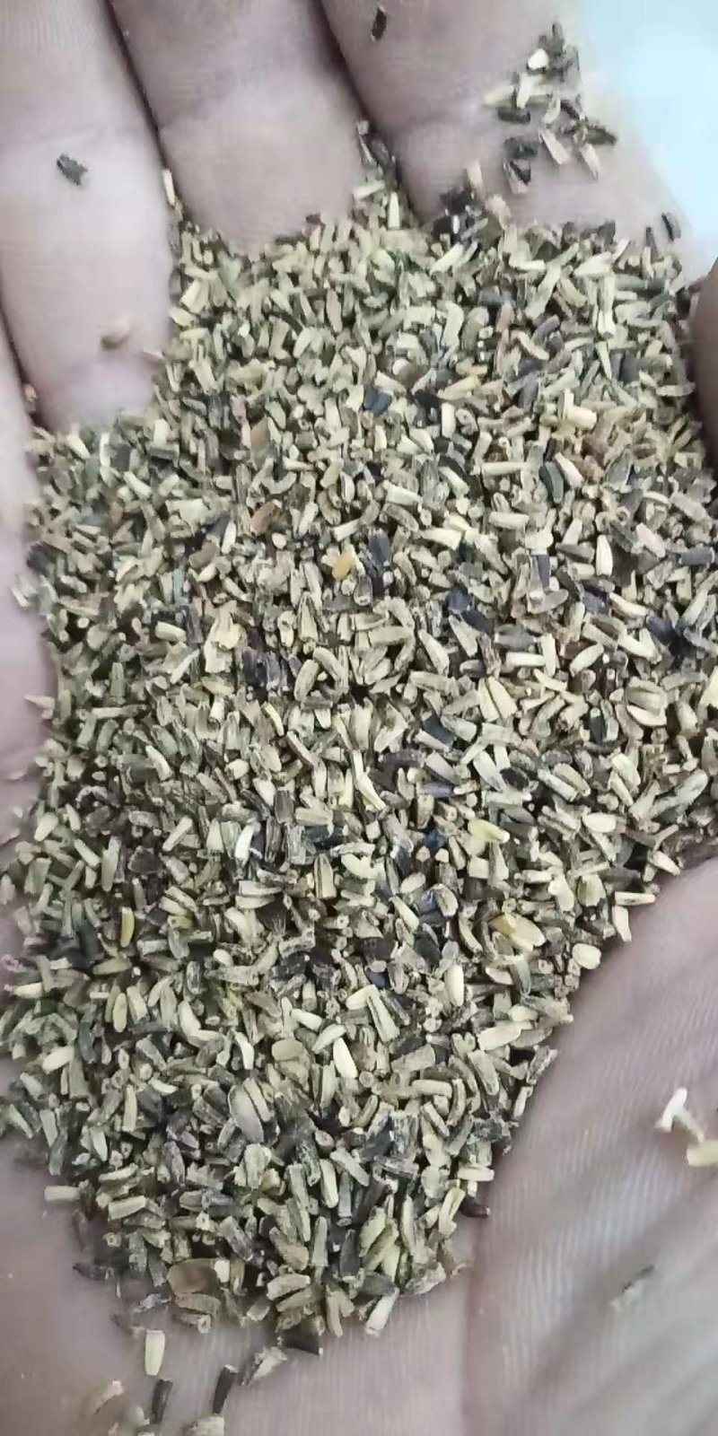 进口大叶菊苣种子猪牛羊鸡鸭鹅兔鱼多年生四季牧草种子将军种
