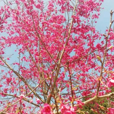 樱花树正宗福建山樱花大红