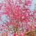 樱花树正宗福建山樱花大红