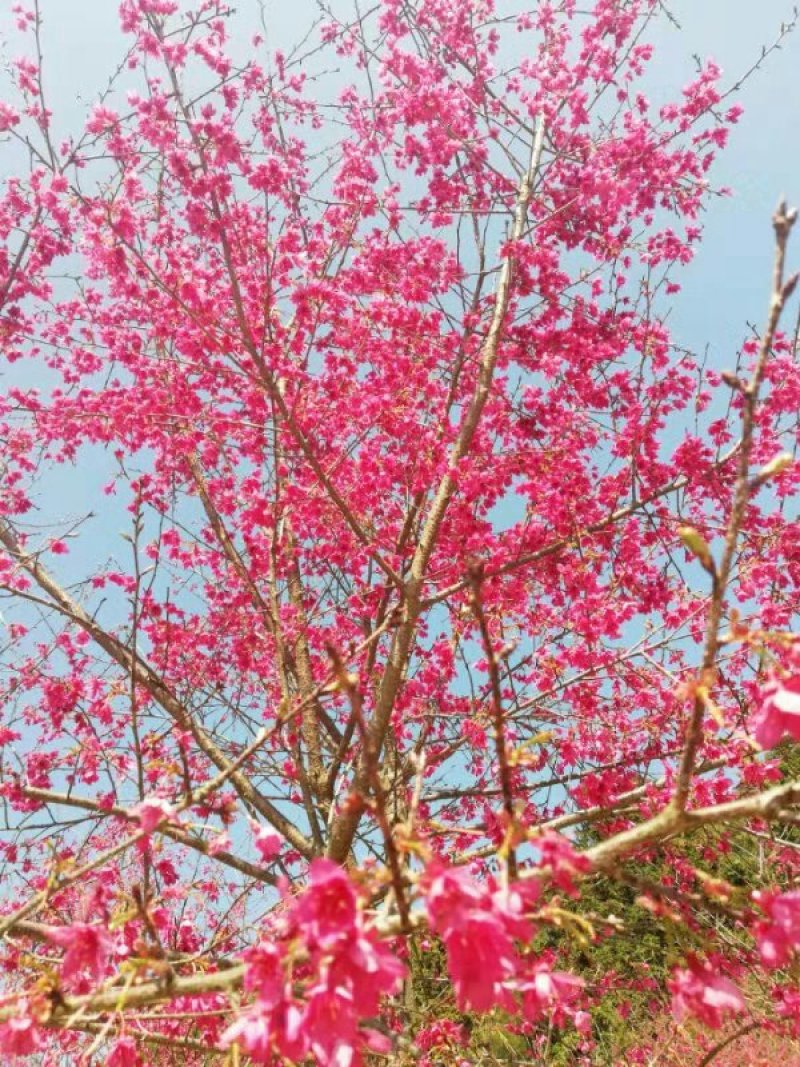 樱花树正宗福建山樱花大红