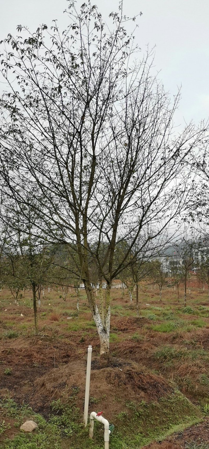 樱花树正宗福建山樱花大红