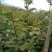 樱花树正宗福建山樱花大红