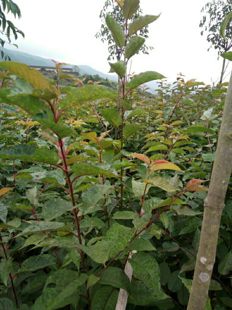 樱花树正宗福建山樱花大红