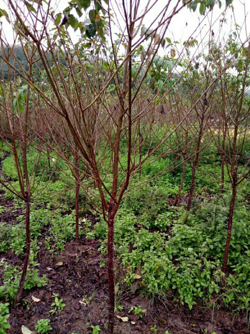 樱花树正宗福建山樱花大红