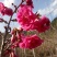 樱花树正宗福建山樱花大红